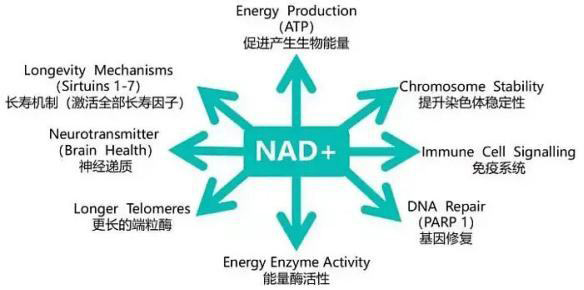 NMN是目前补充NAD+最为有效的方式，美国御安工厂跨境NMN贴牌代加工