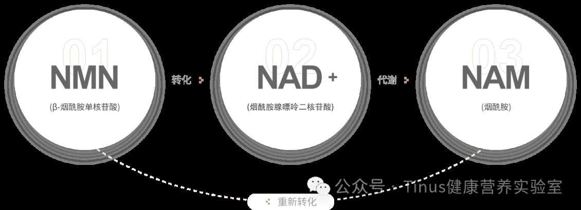 NMN新研究：根本不直接抗衰，怎么说肠肝循环与菌群才是幕后 “操盘手”吗？进口保健品代工厂为您解析