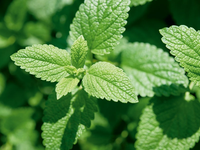柠檬香蜂草到底有没有用？焦虑、失眠、血脂——三项证据盘点